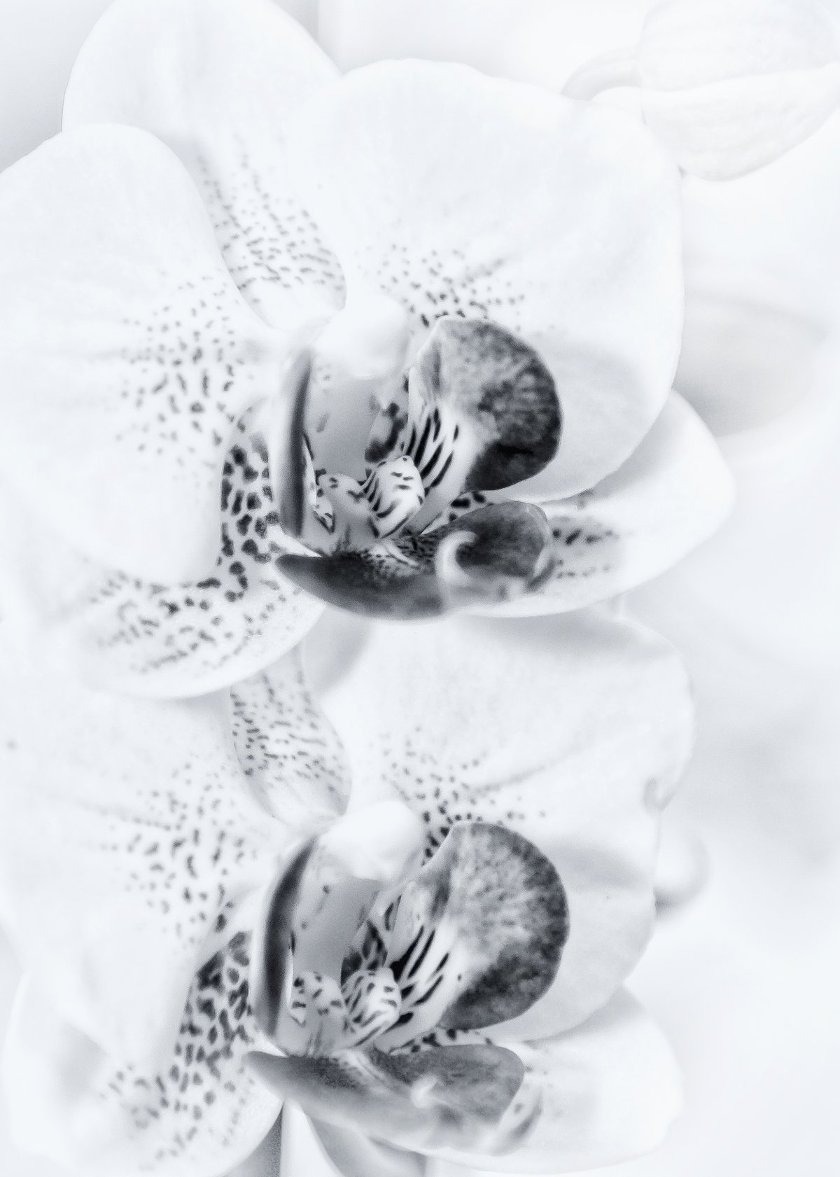 Цветок на темном фоне вертикально