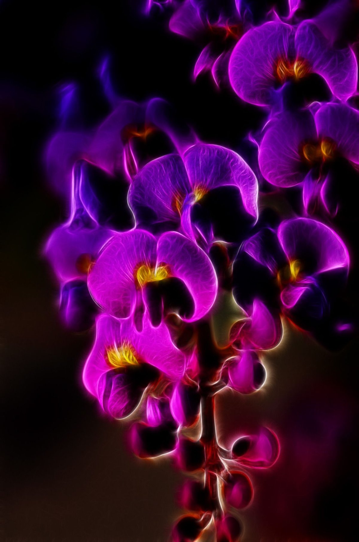 Black Purple фаленопсис