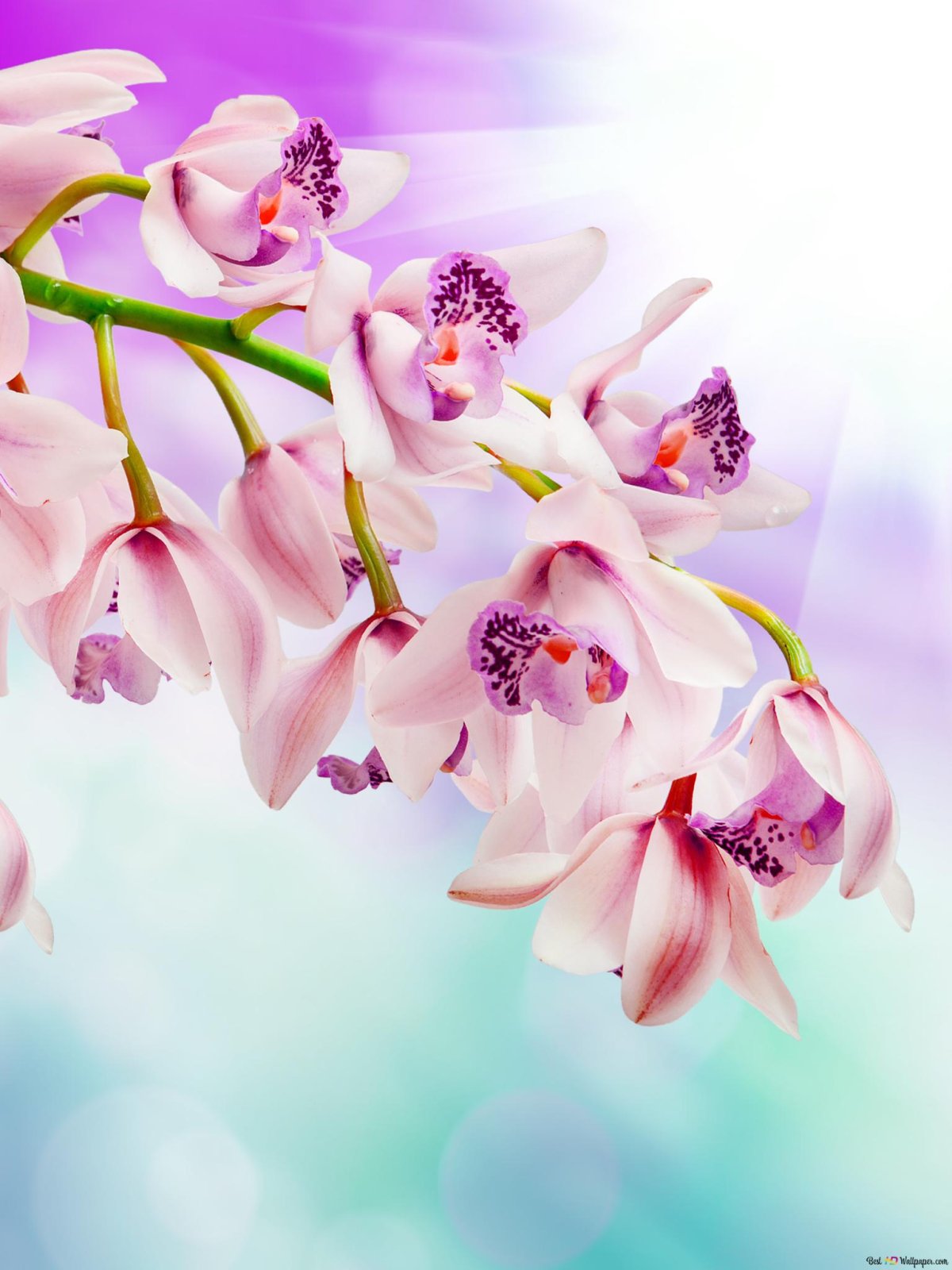 Орхидеи и бамбук