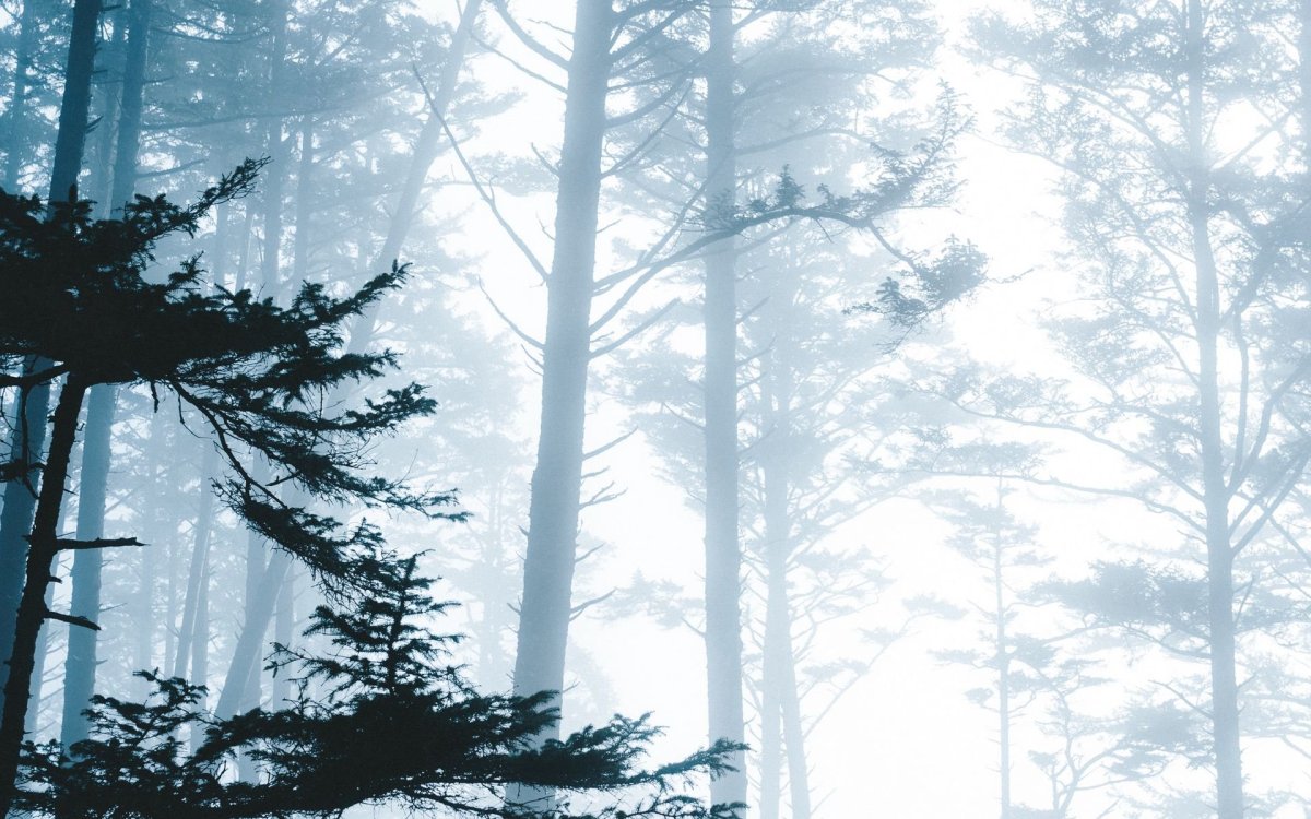 Лес в тумане