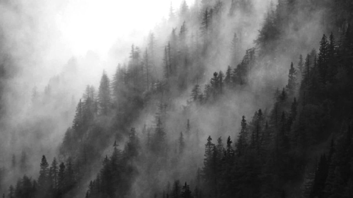 Лес в тумане