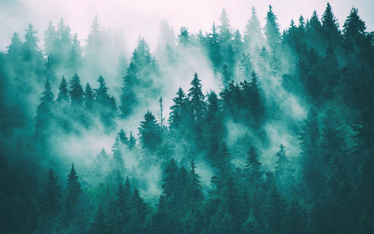 Лес в тумане