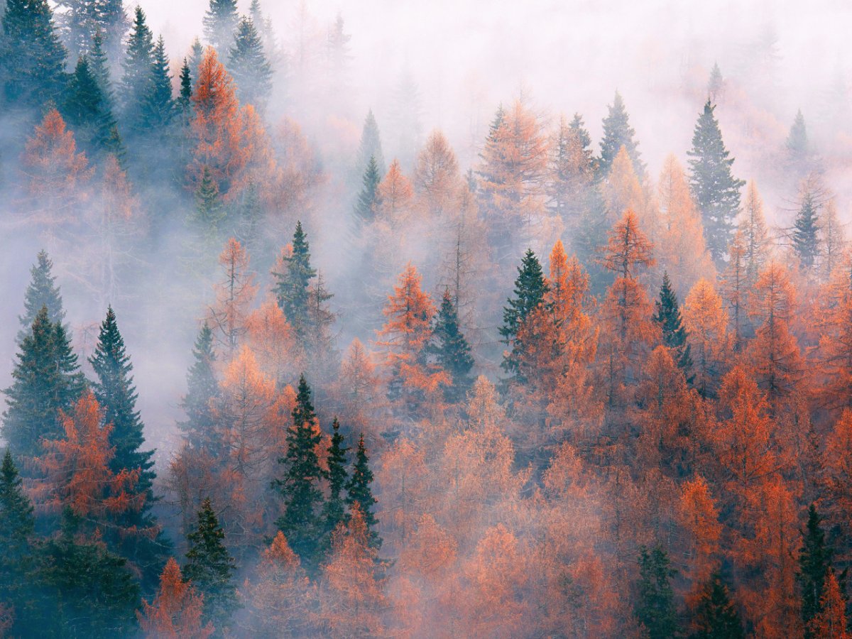 Лес верхушки деревьев