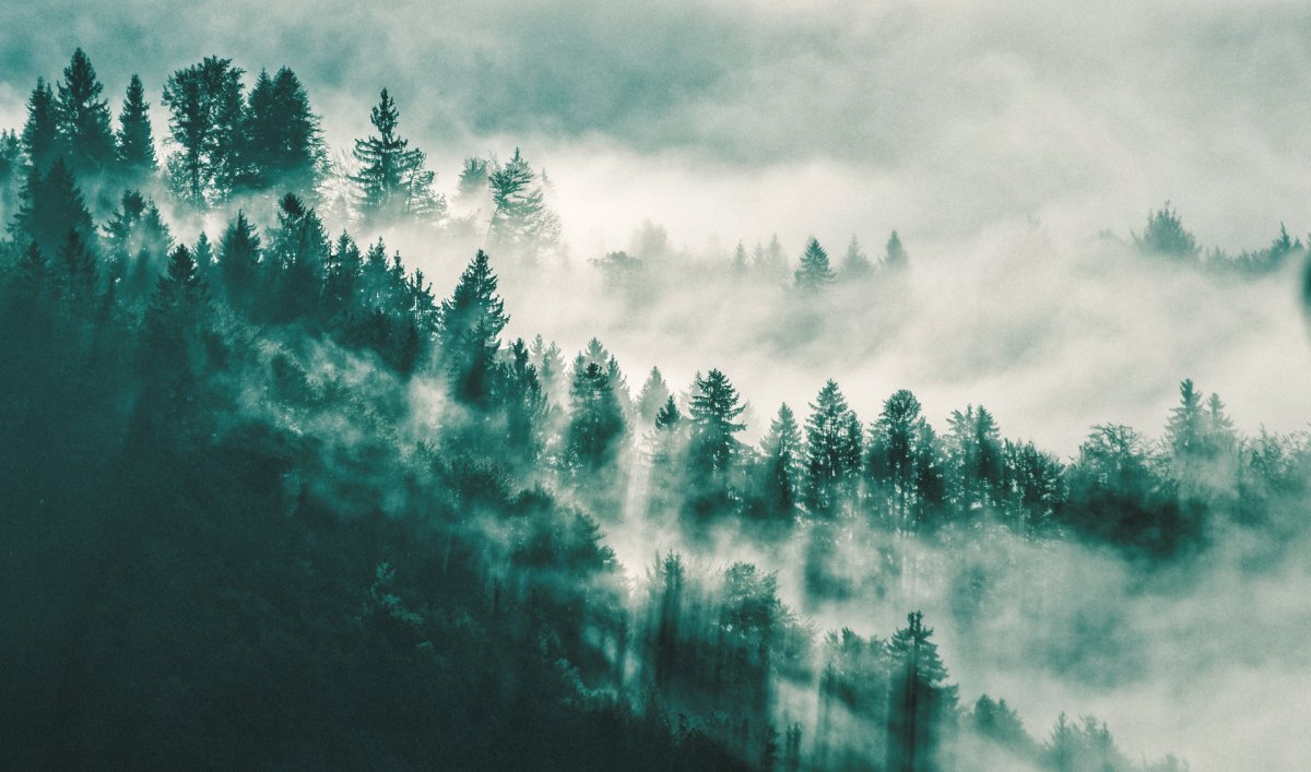 Лес горы туман