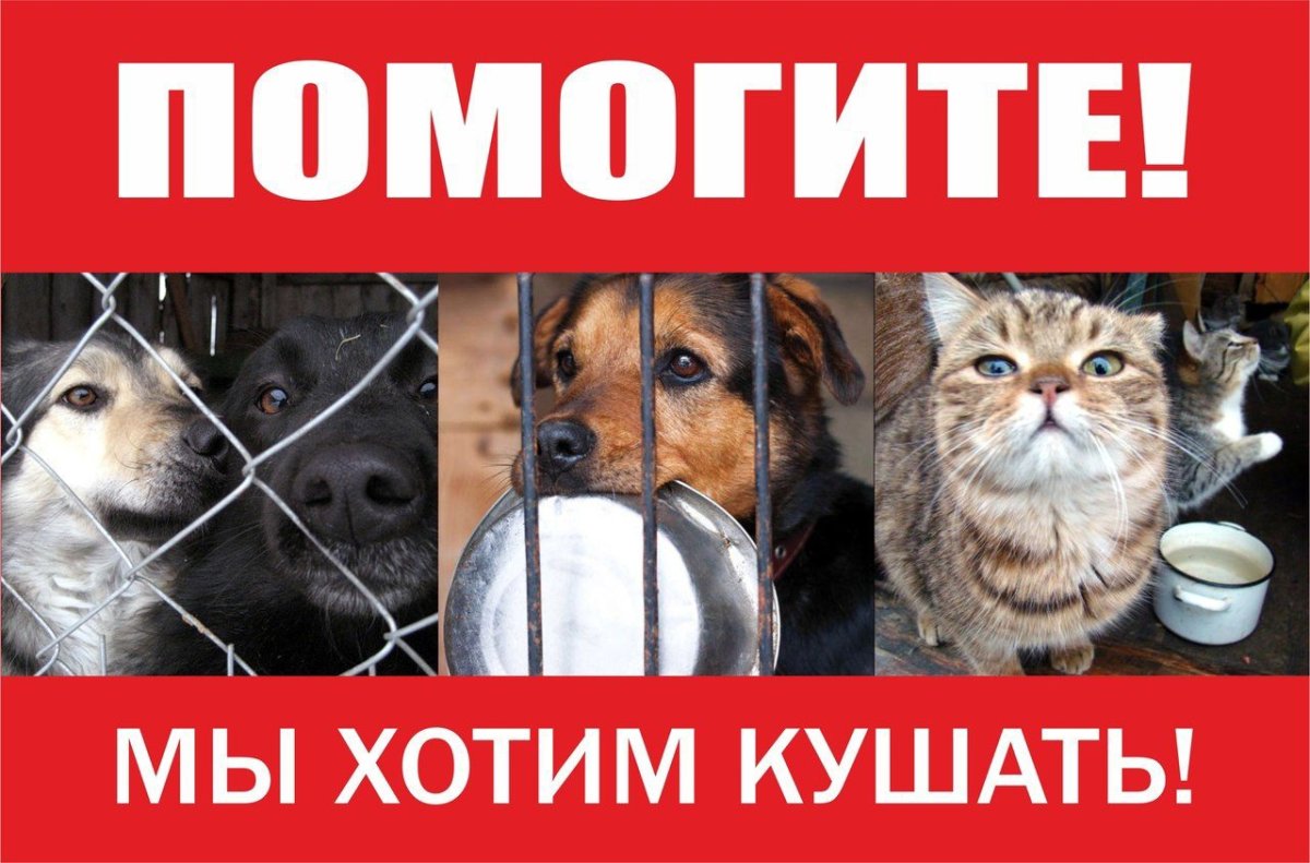 Реклама бездомных животных