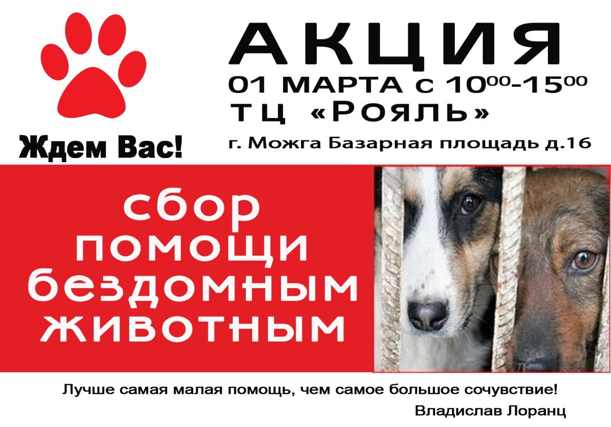 День стольника для приюта бездомных животных