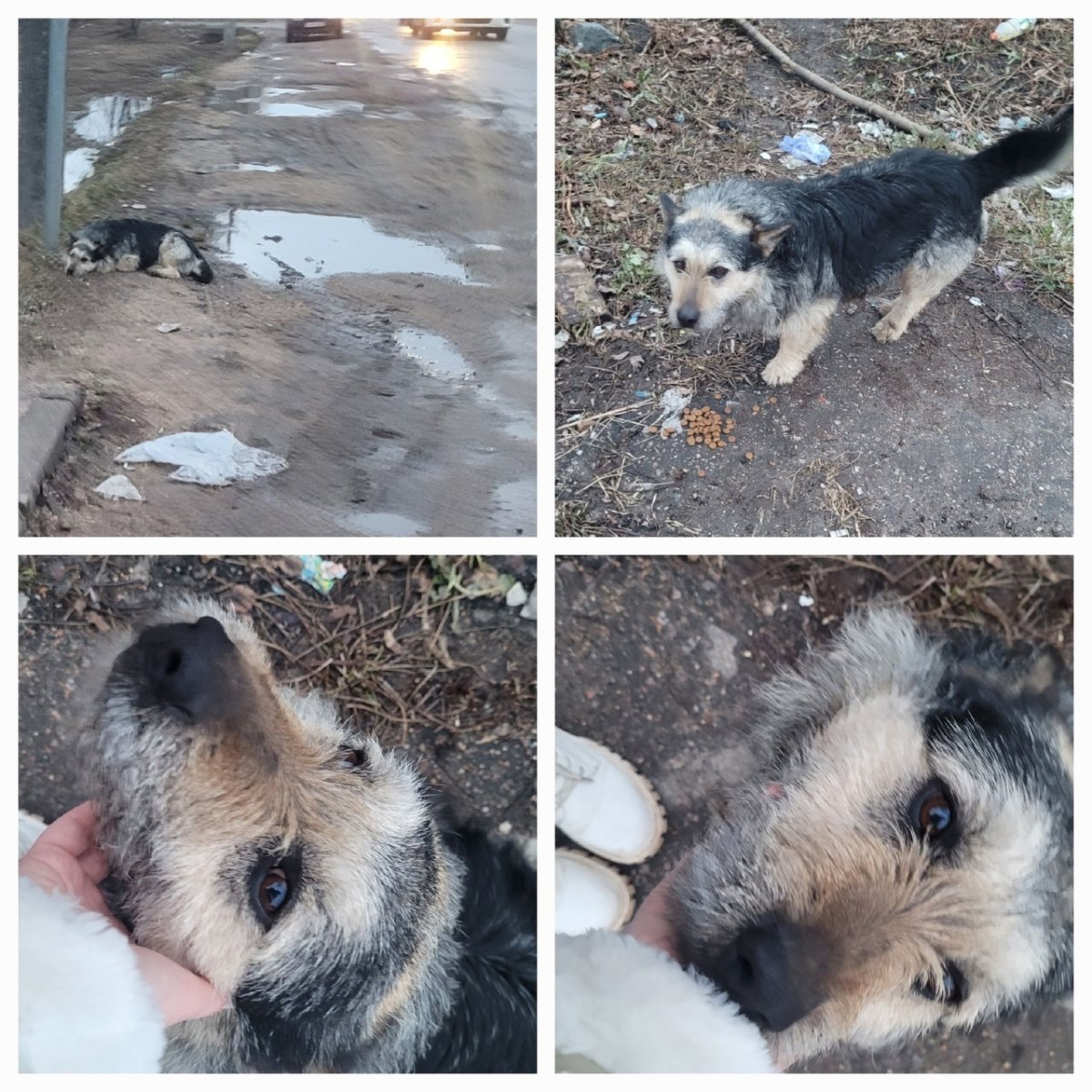 Помощь животным