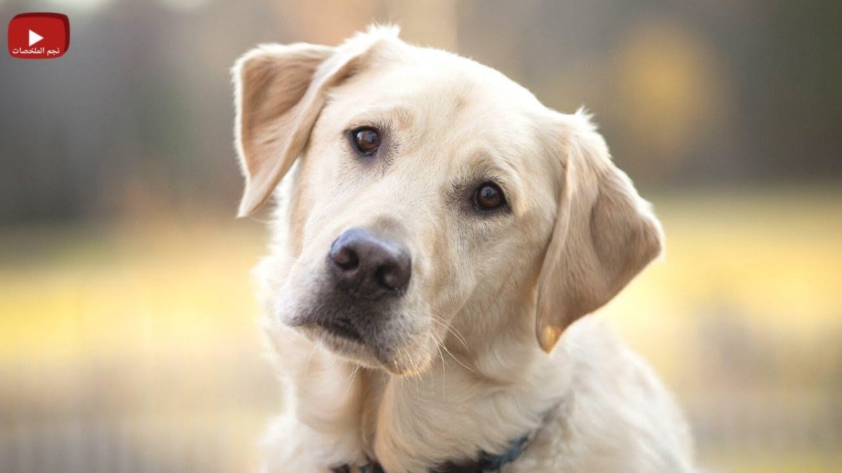 Помощь приюту для животных