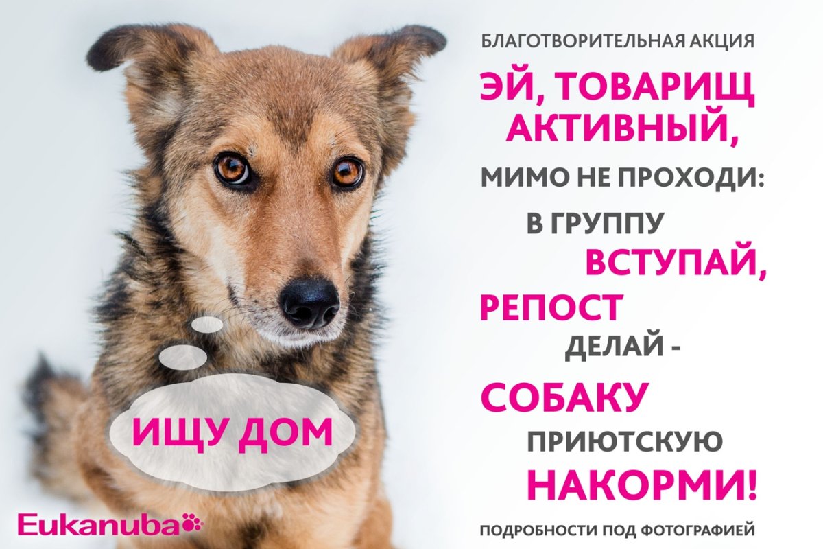 Помоги животным