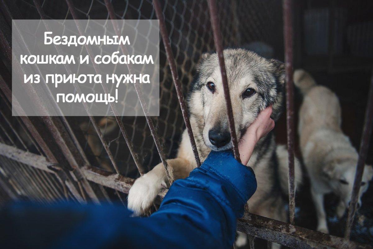 Помоги приюту для животных