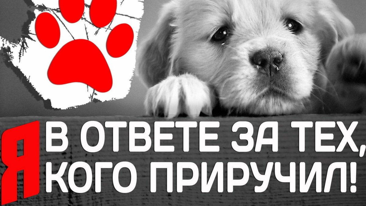 Социальный плакат бездомные животные