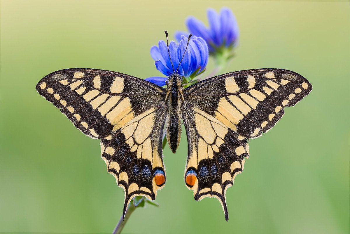Махаон обыкновенный