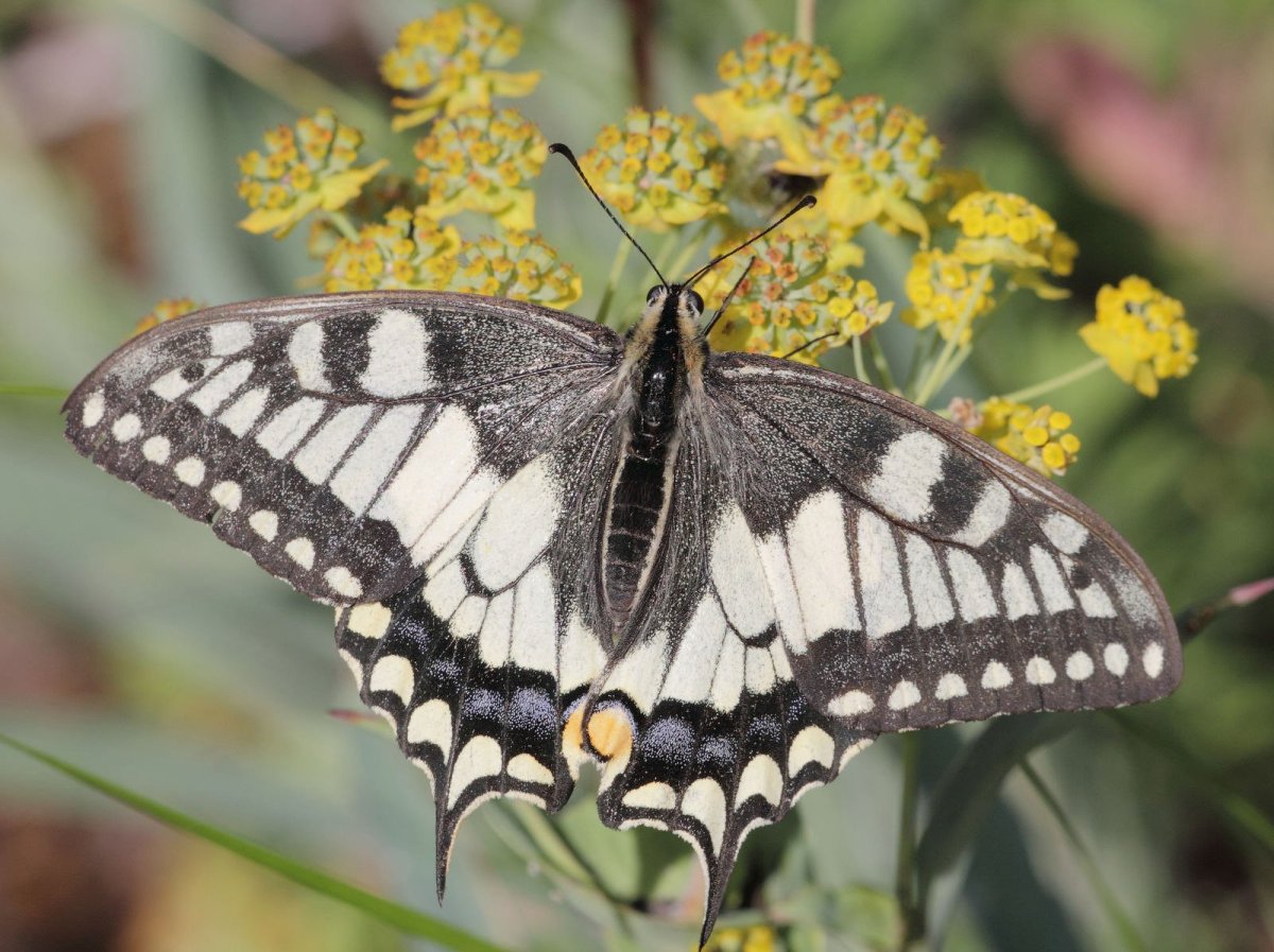 Парусник Алкиной бабочка Махаон