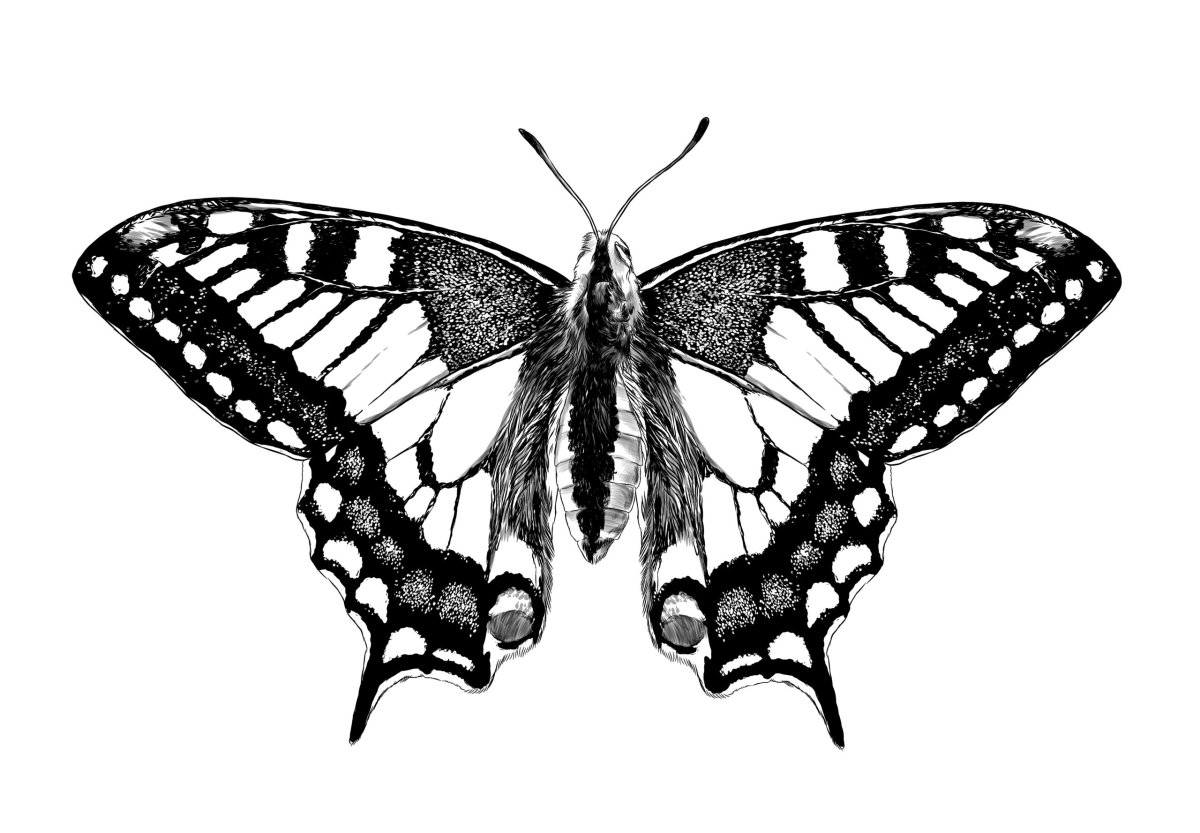 Бабочка парусник Махаон