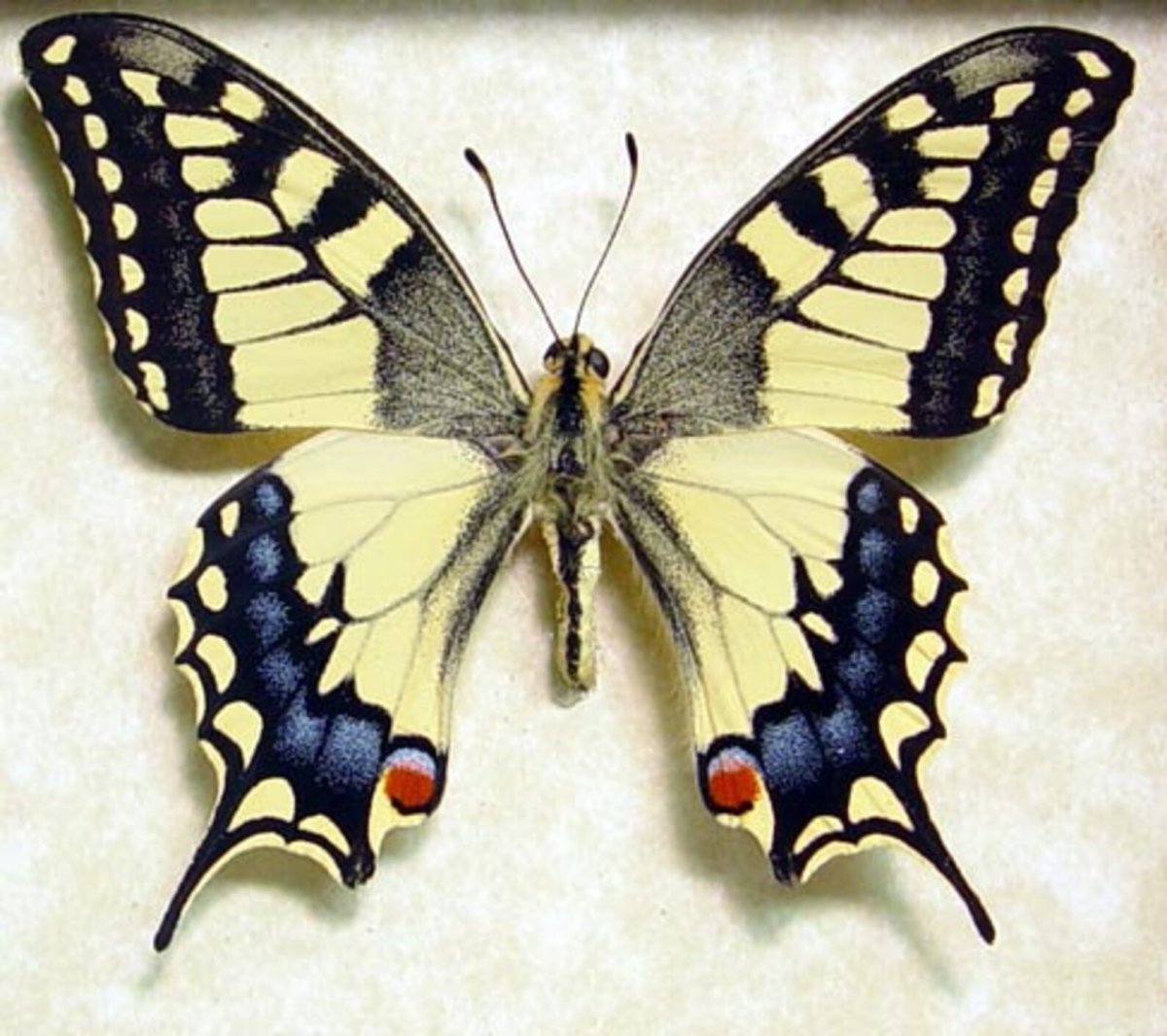 Бабочка Махаон ласточкин