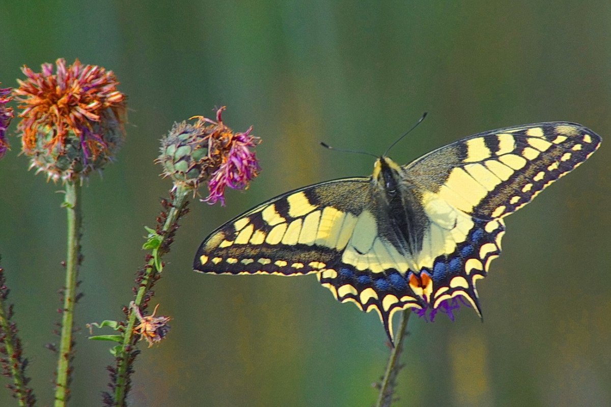 Бабочка Махаон вектор