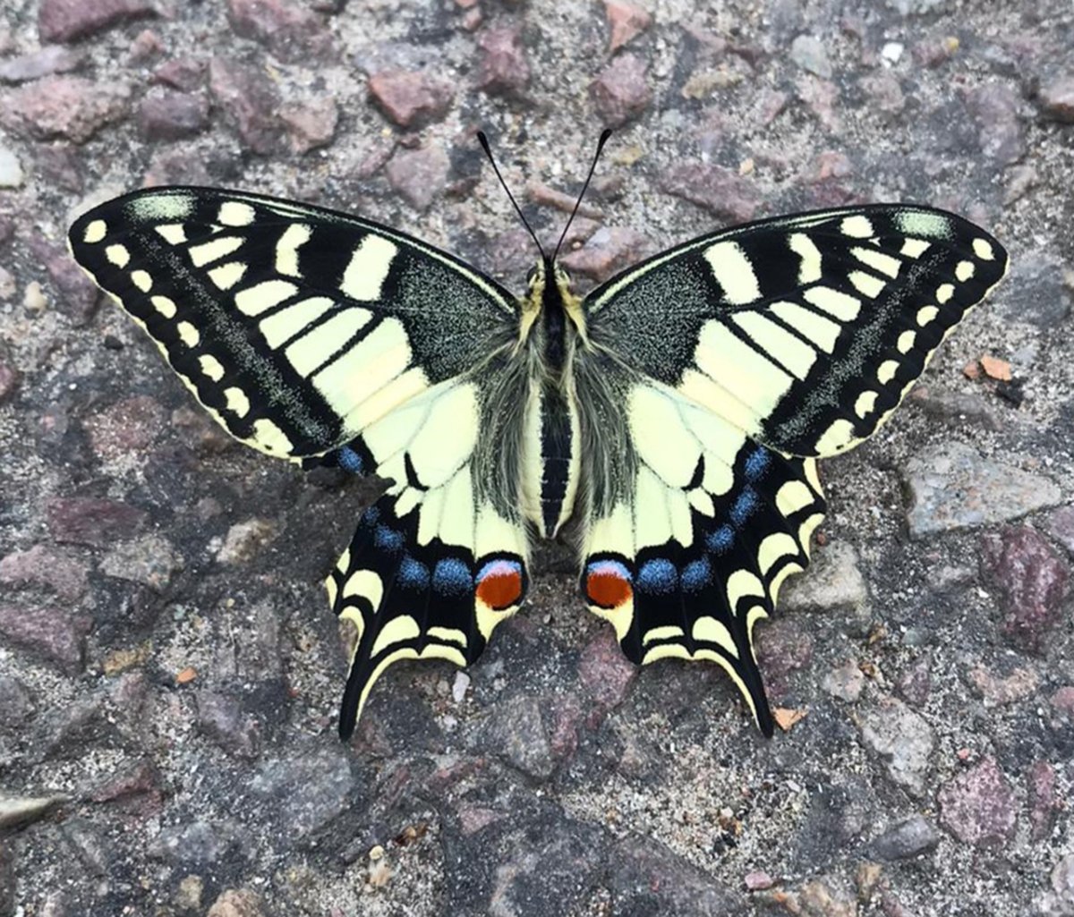 Объемная вышивка бабочка