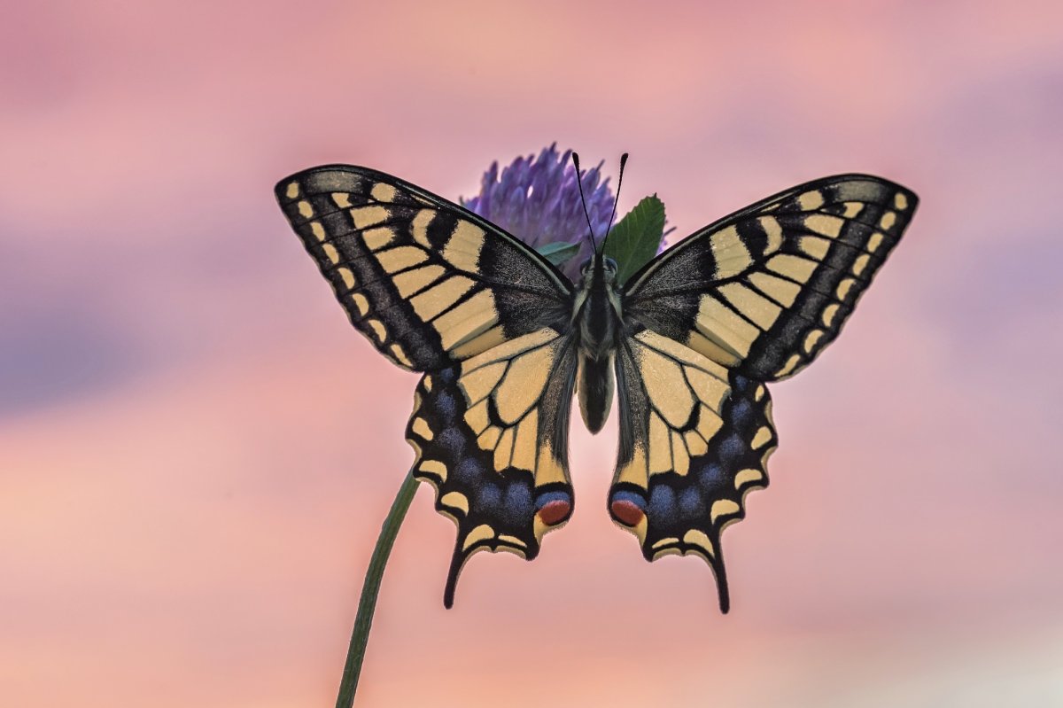 Бабочка парусник Мемнон