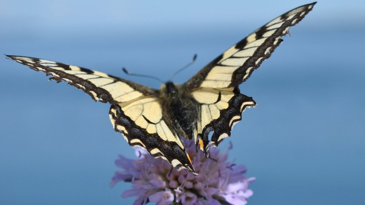 Хвостоносец Махаон