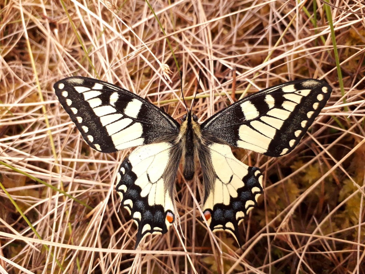 Хвостоносец Махаон