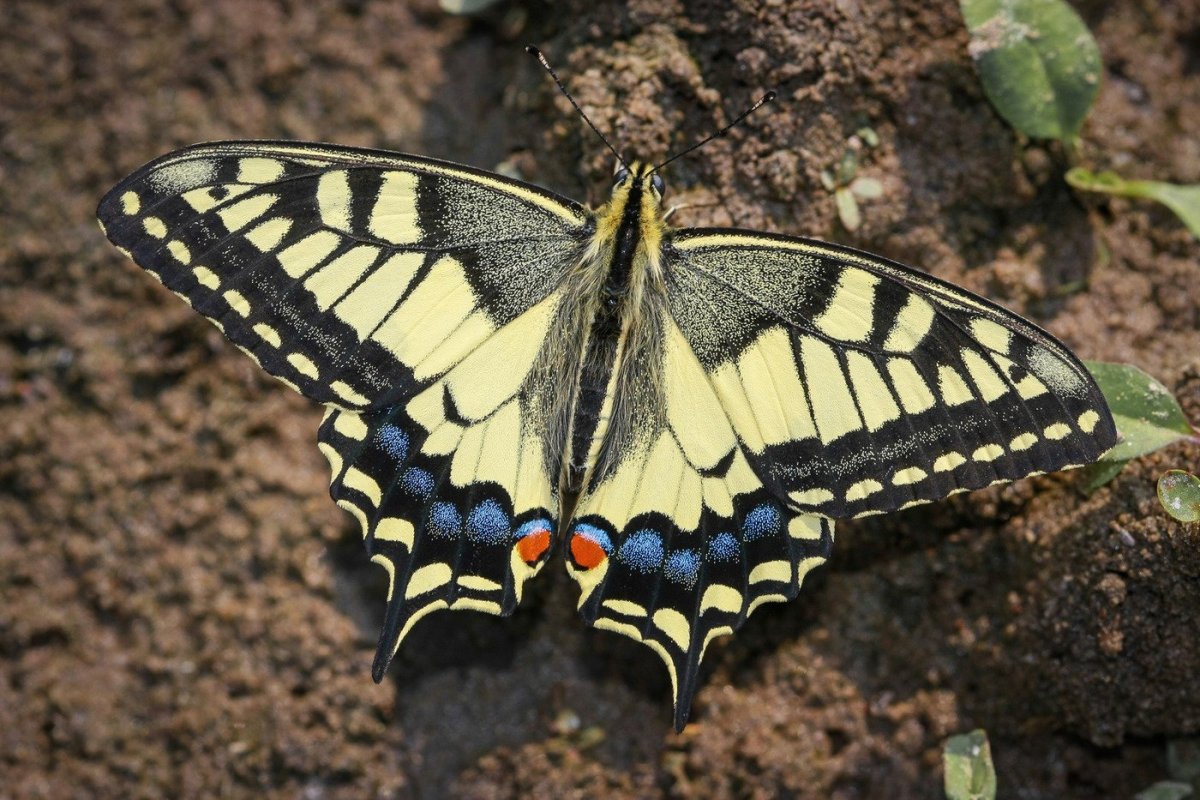 Хвостоносец Махаон