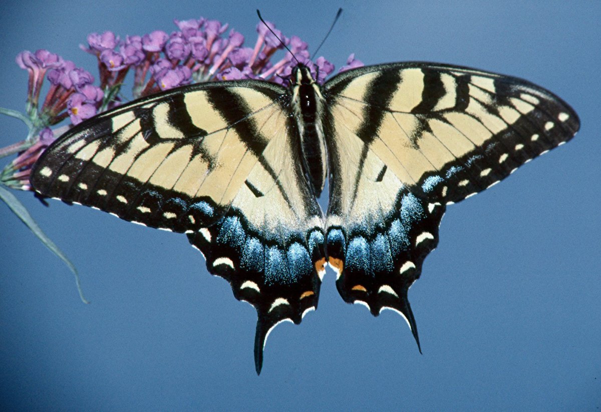 Махаон (бабочка)