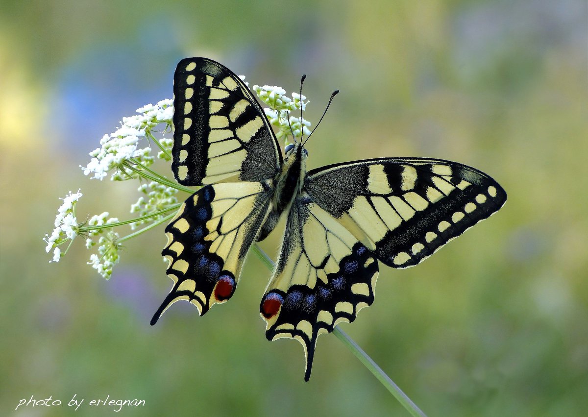 Бабочка Махаон (Papilio Machaon)