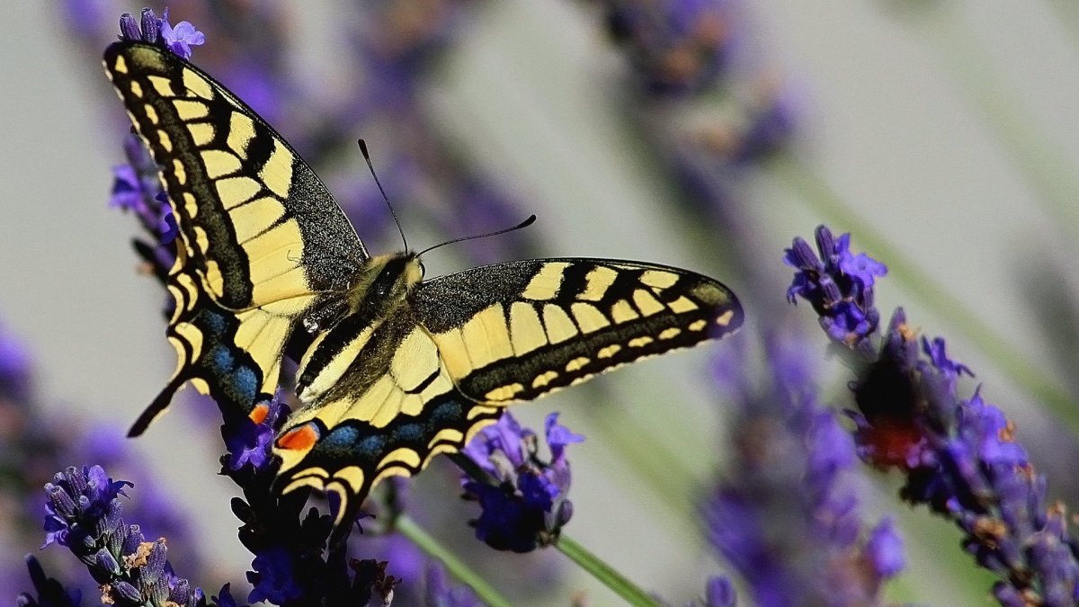 Бабочка Махаон (Papilio Machaon)