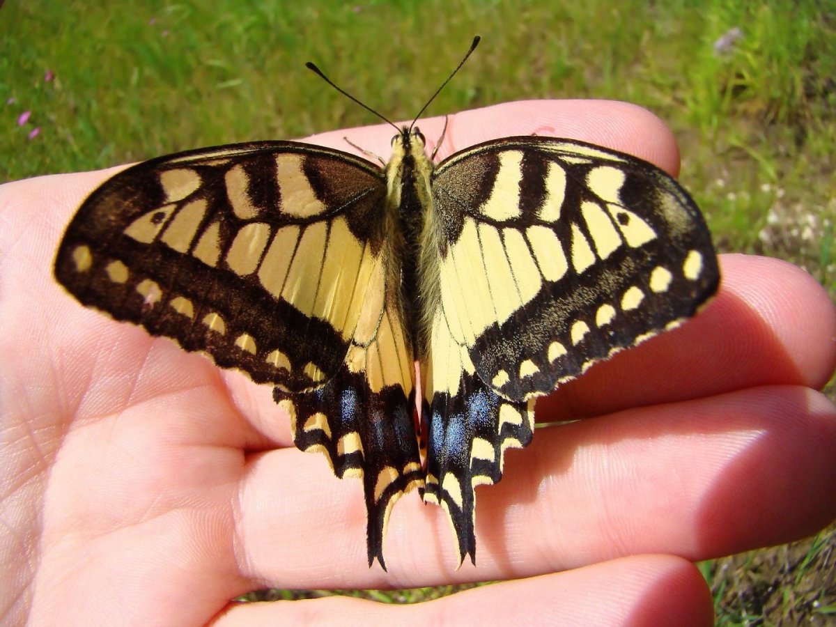 Керженский заповедник бабочка Махаон