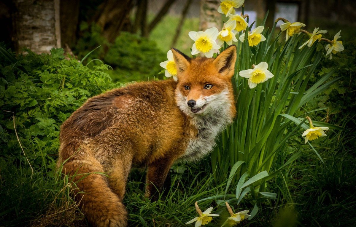 Красивые летние лиса