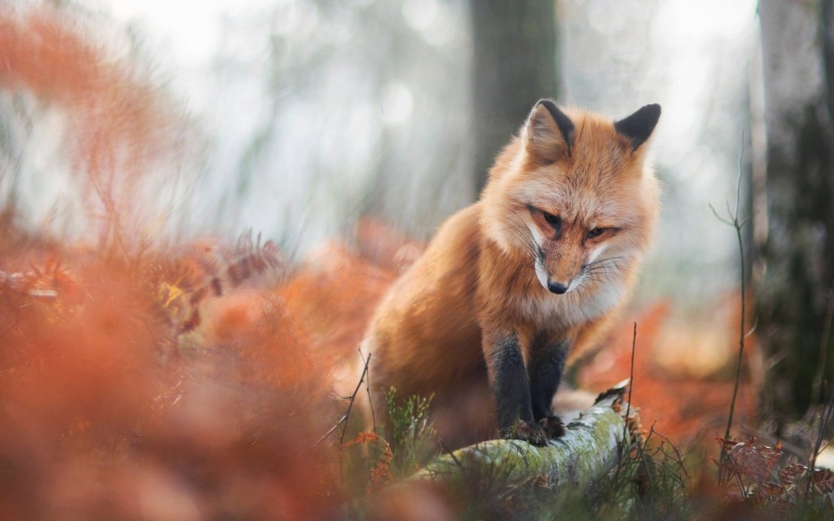 Грустный Лис