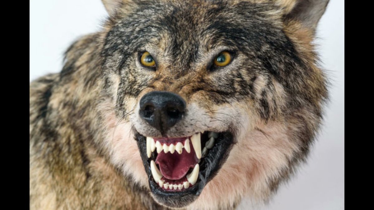 Волк рычит
