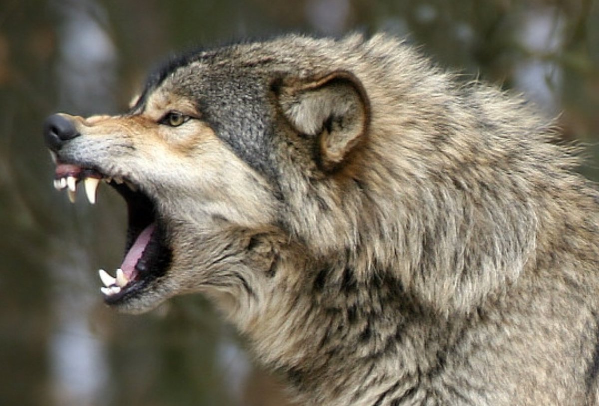 Пасть волка
