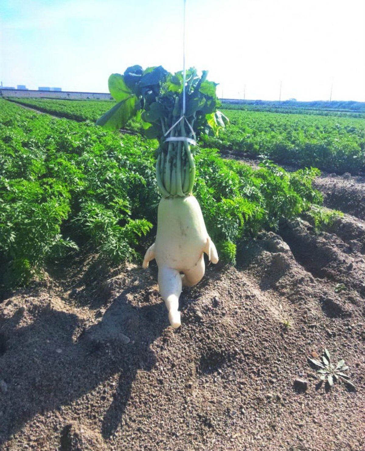 Radish Legs