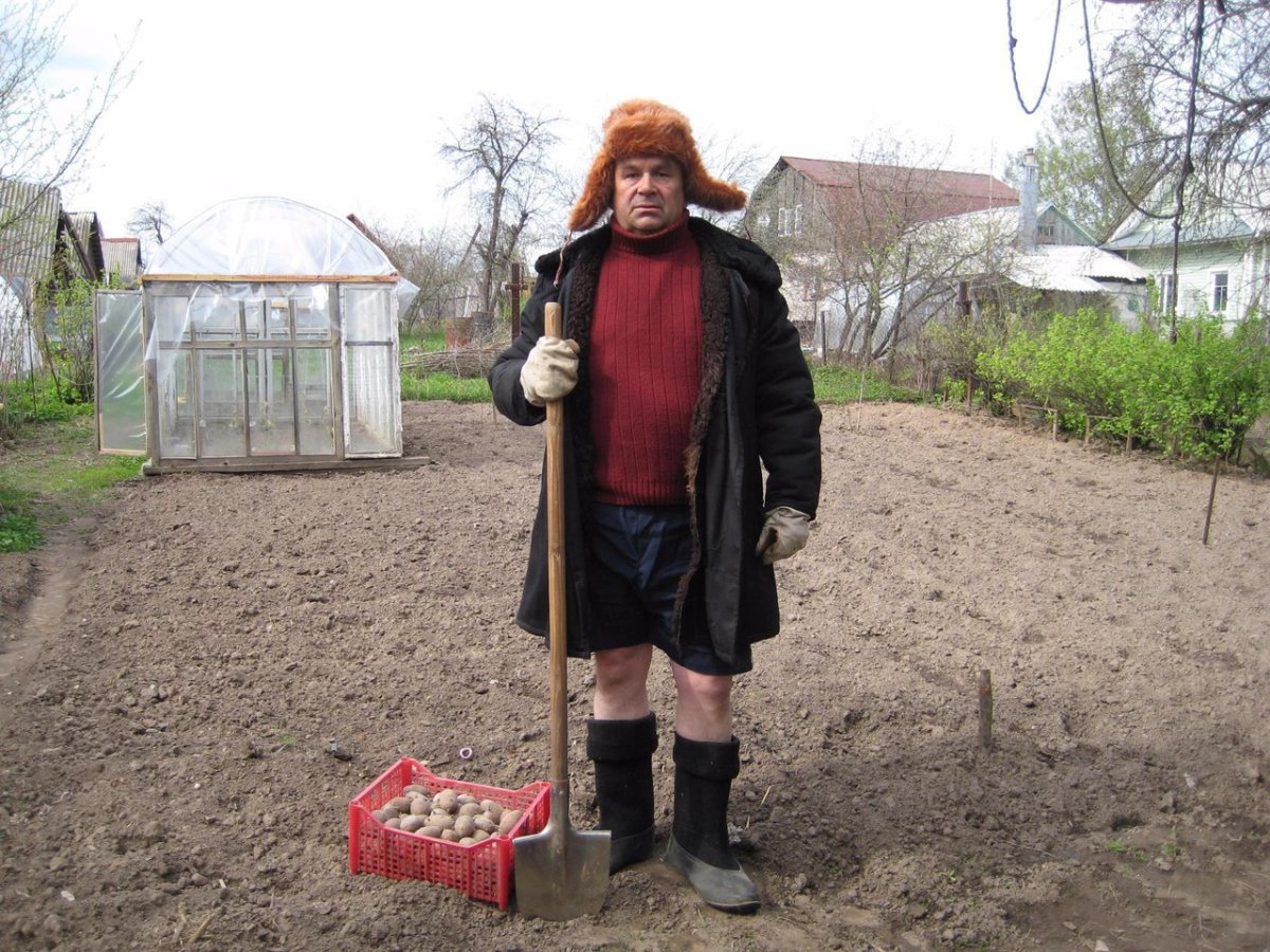 Пора сажать картошку