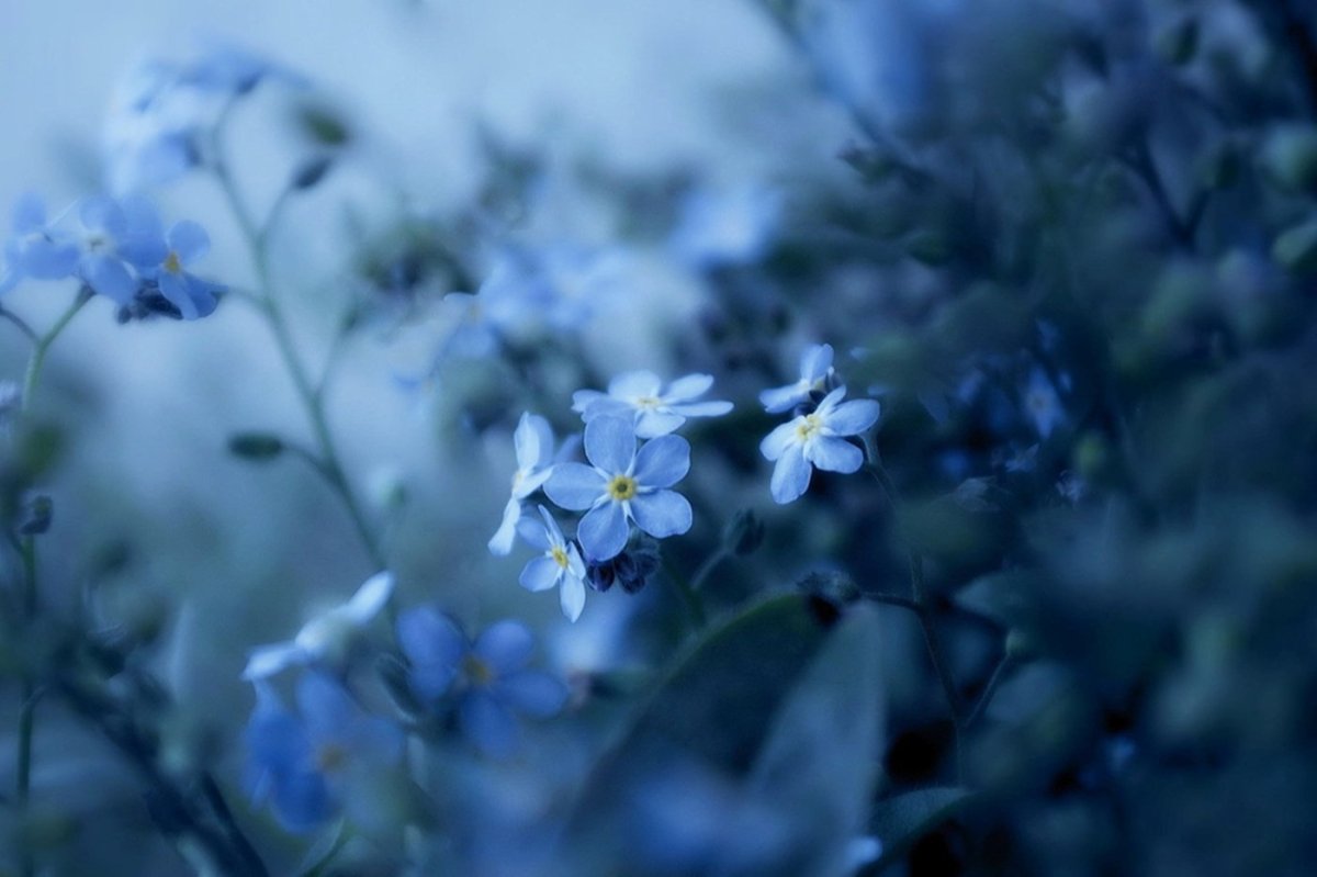 Голубой тон