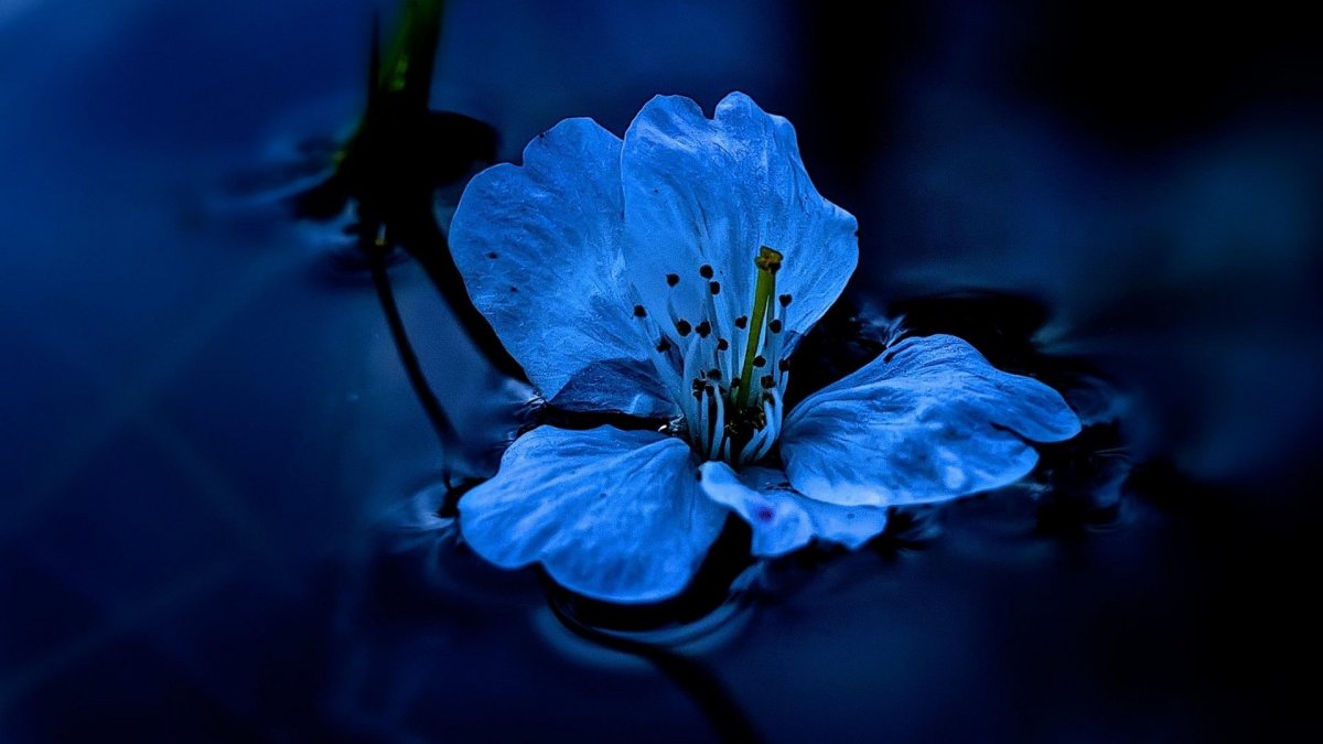 Голубые цветы на Светлом фоне