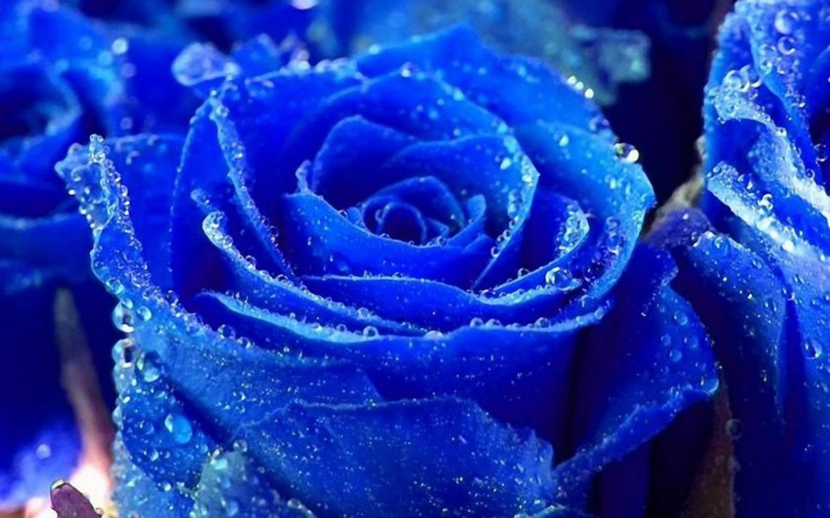 Голубые маргаритки цветы