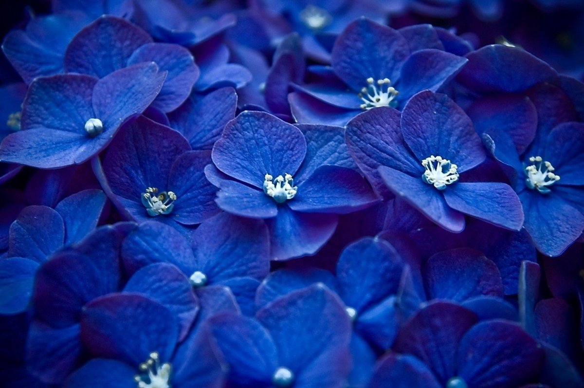 Гортензия крупнолистная