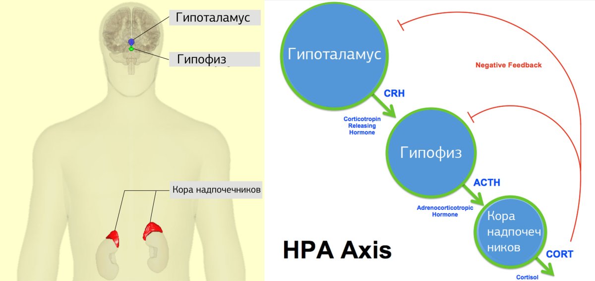 Гипоталамус гипофиз надпочечники ось
