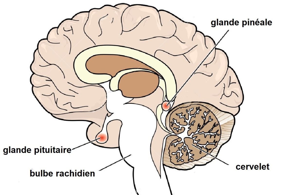 Мозжечок и шишковидная железа