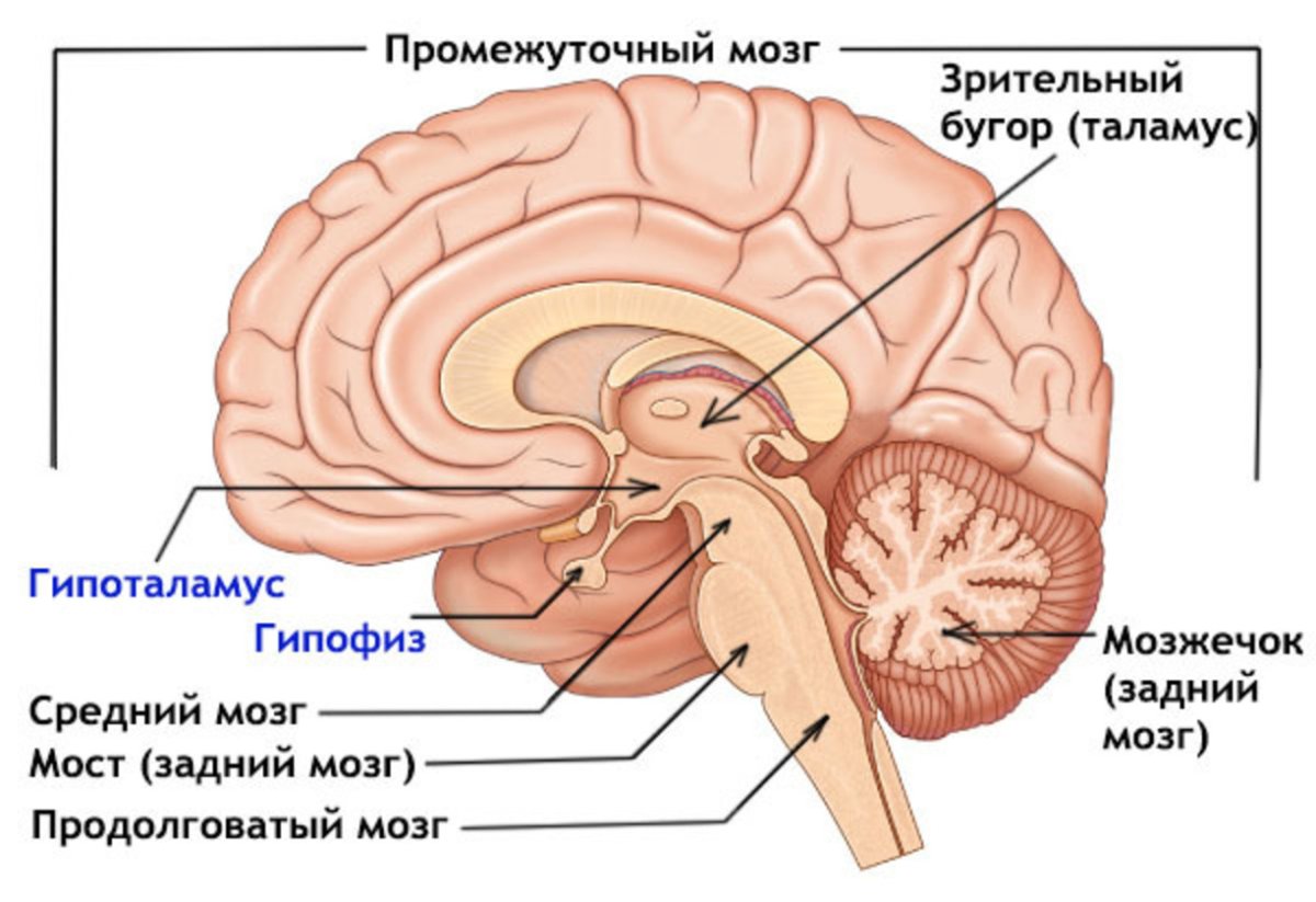 Строение головного мозга гипофиз