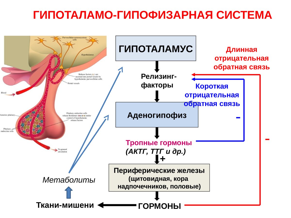 Гипоталамо гипофизарная система эндокринной железы