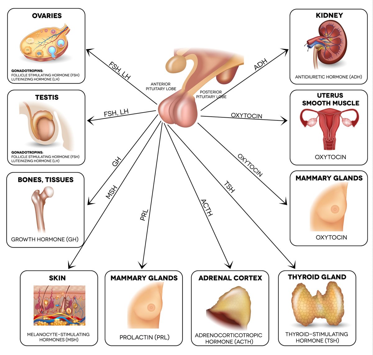 Иллюстрация гормоны гипофиза