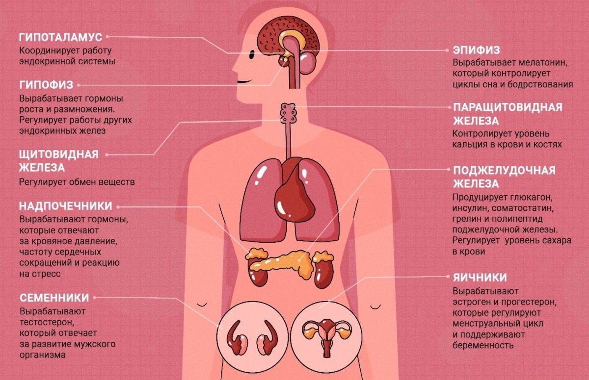 Эндокринные железы секретируют гормоны в
