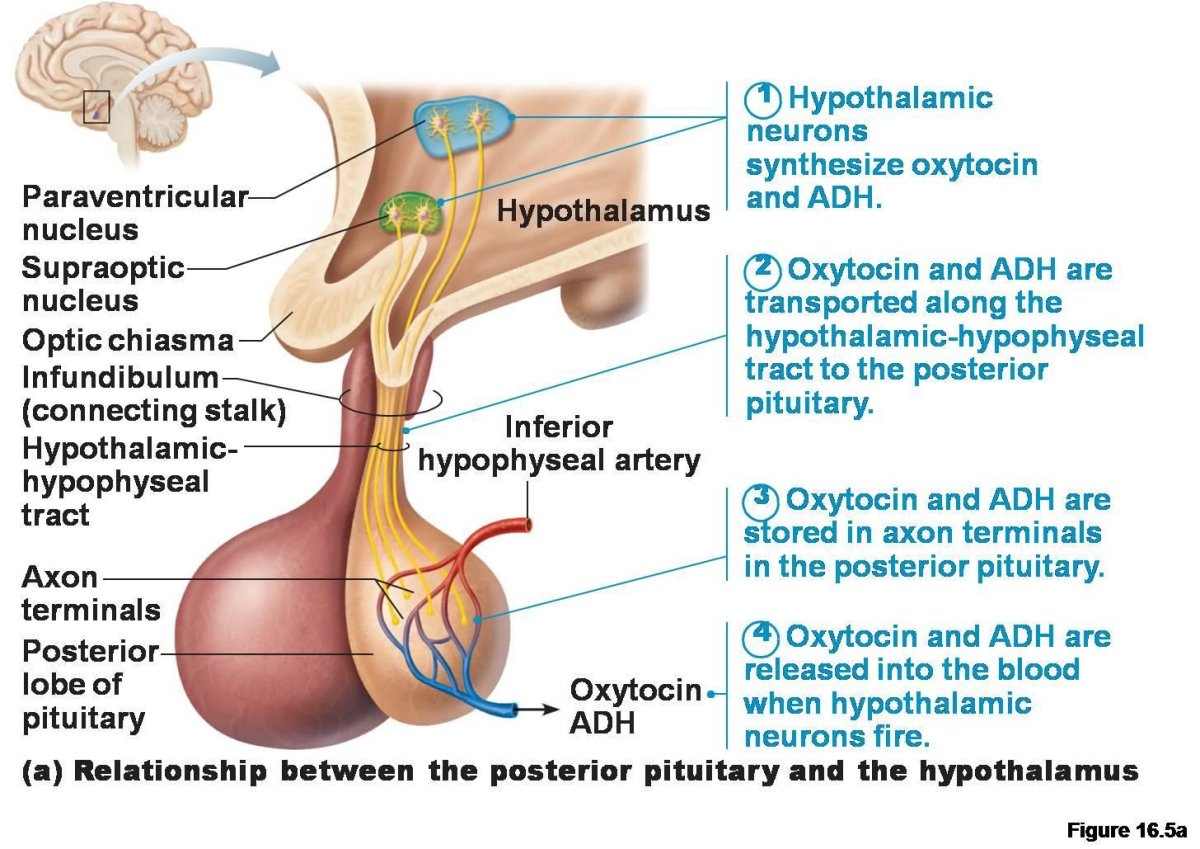 Hypophysis (pituitary Gland)
