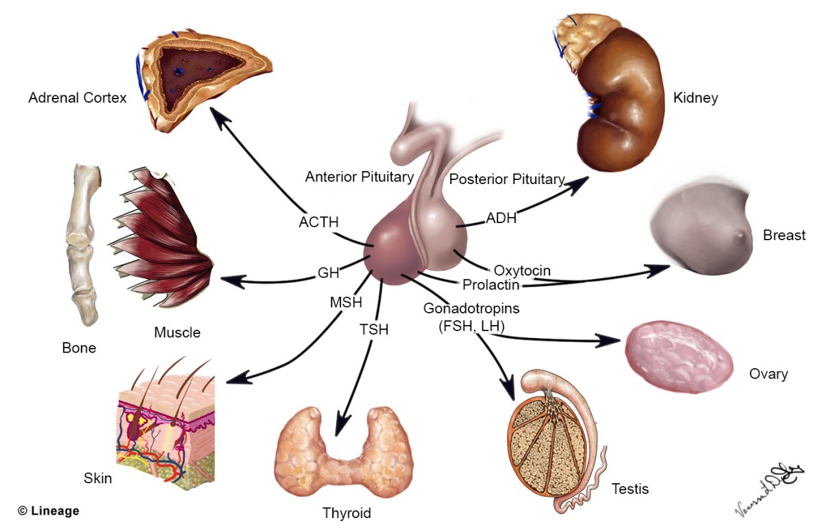 Синдром Шихана пролактин