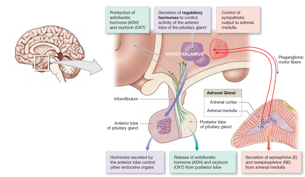 Hypothalamus Hormones