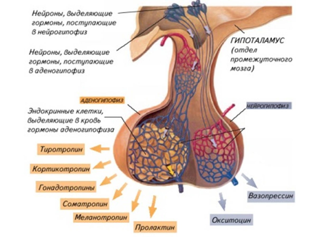 Гипофиз строение , гормоны передней доли гипофиза