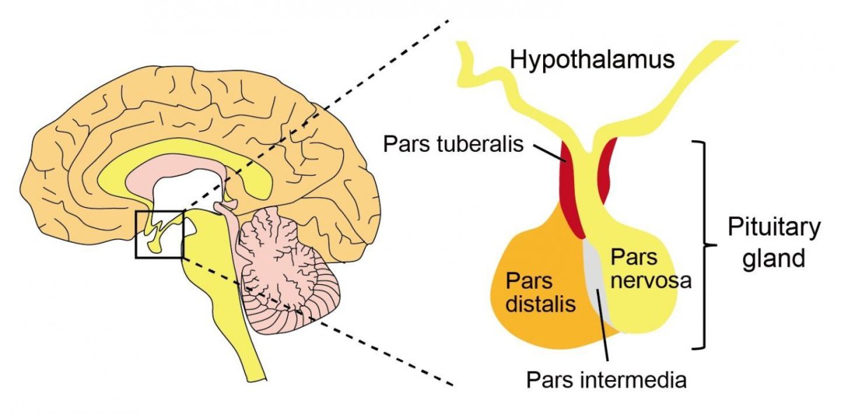 Hypothalamus and pituitary Gland